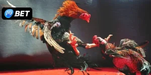 Cách chơi đá gà trực tuyến